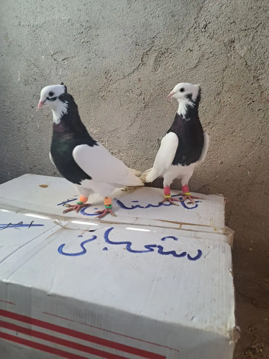 طوقی|پرنده|اقبالیه, |دیوار