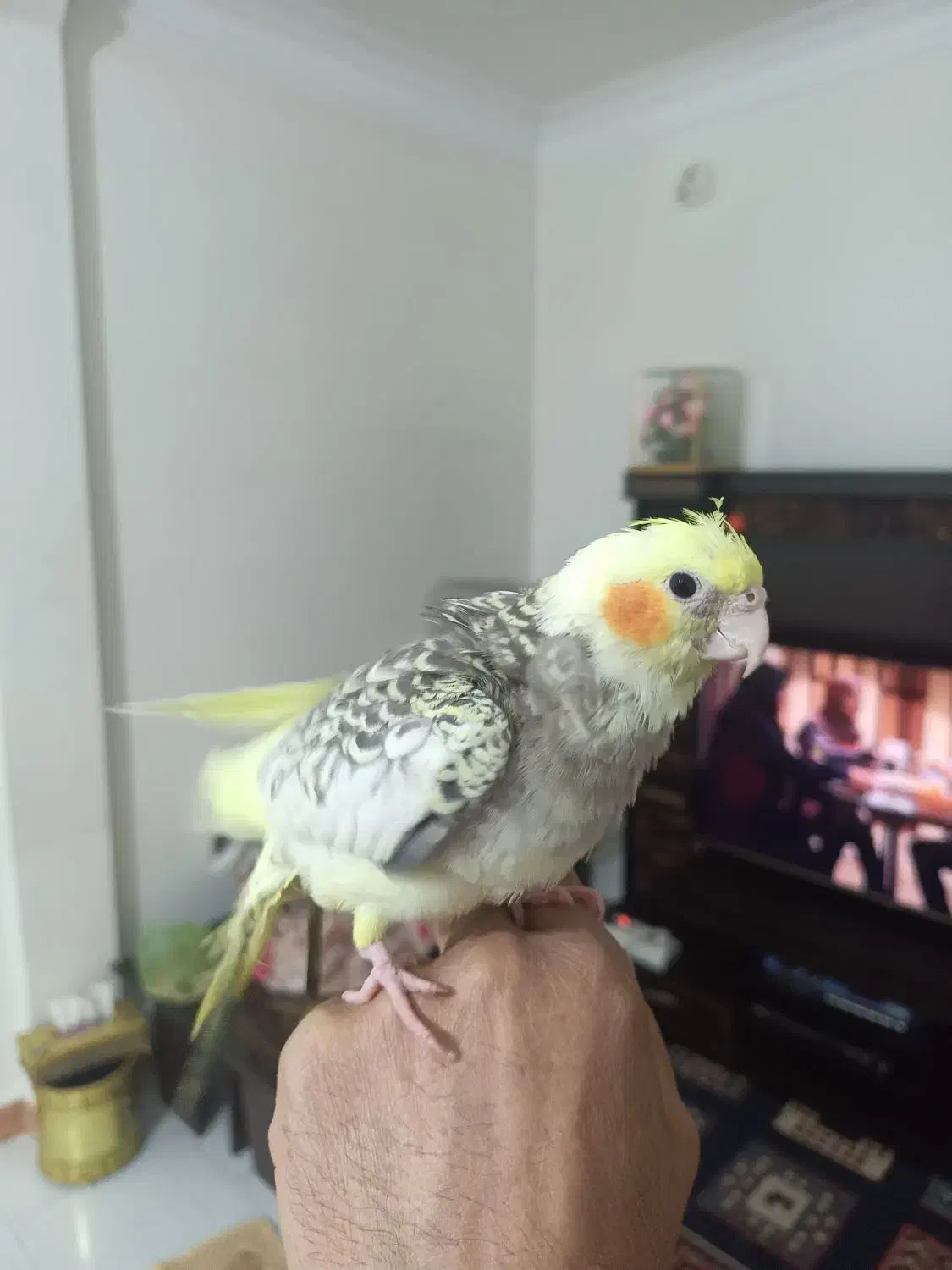 عروس هلندی دستی|پرنده|شهریار, شهرک مصطفی خمینی|دیوار