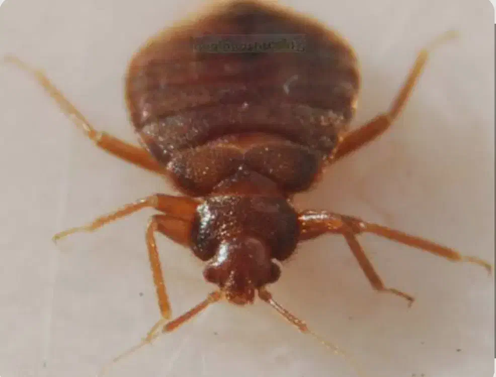 سمپاشی ساس و موریانه|خدمات نظافت|بندرعباس, |دیوار