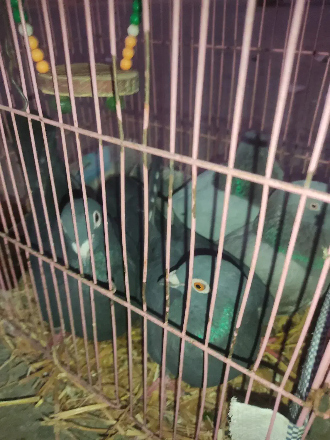 کبوتر زاغ|پرنده|رامیان, |دیوار