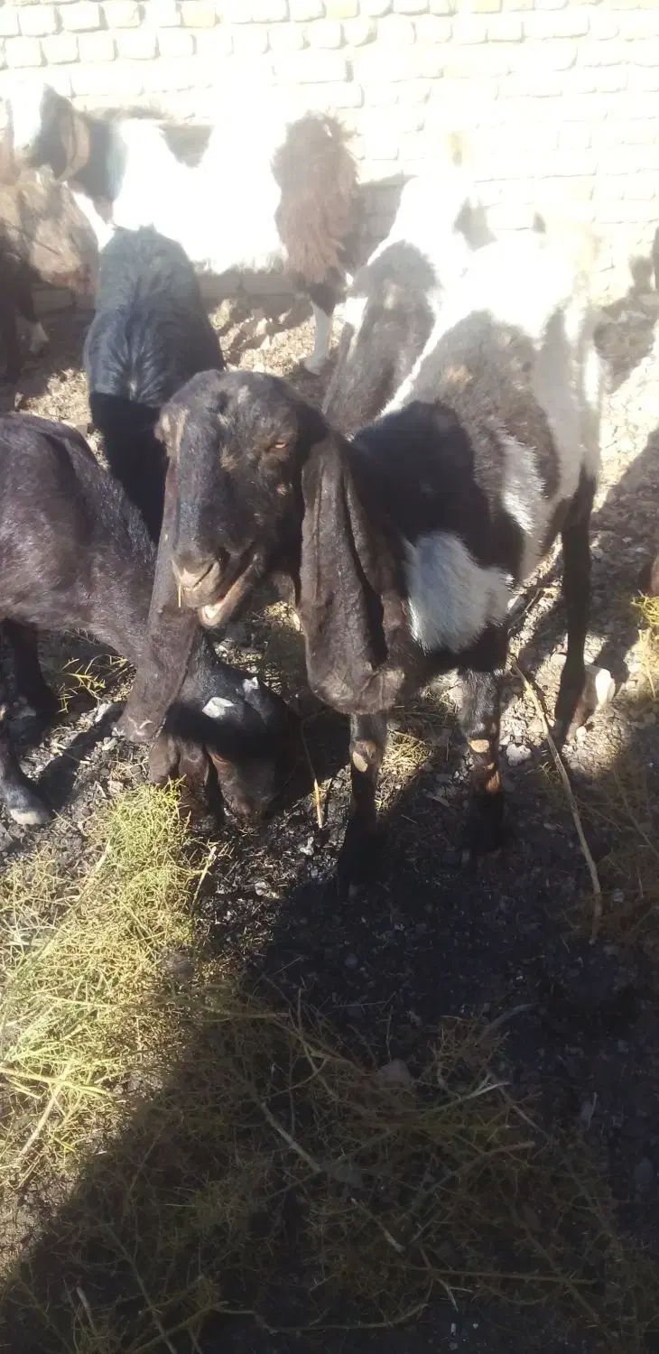 بزپاکستانی ابستن|حیوانات مزرعه|تربت‌حیدریه, پائین ولایت|دیوار