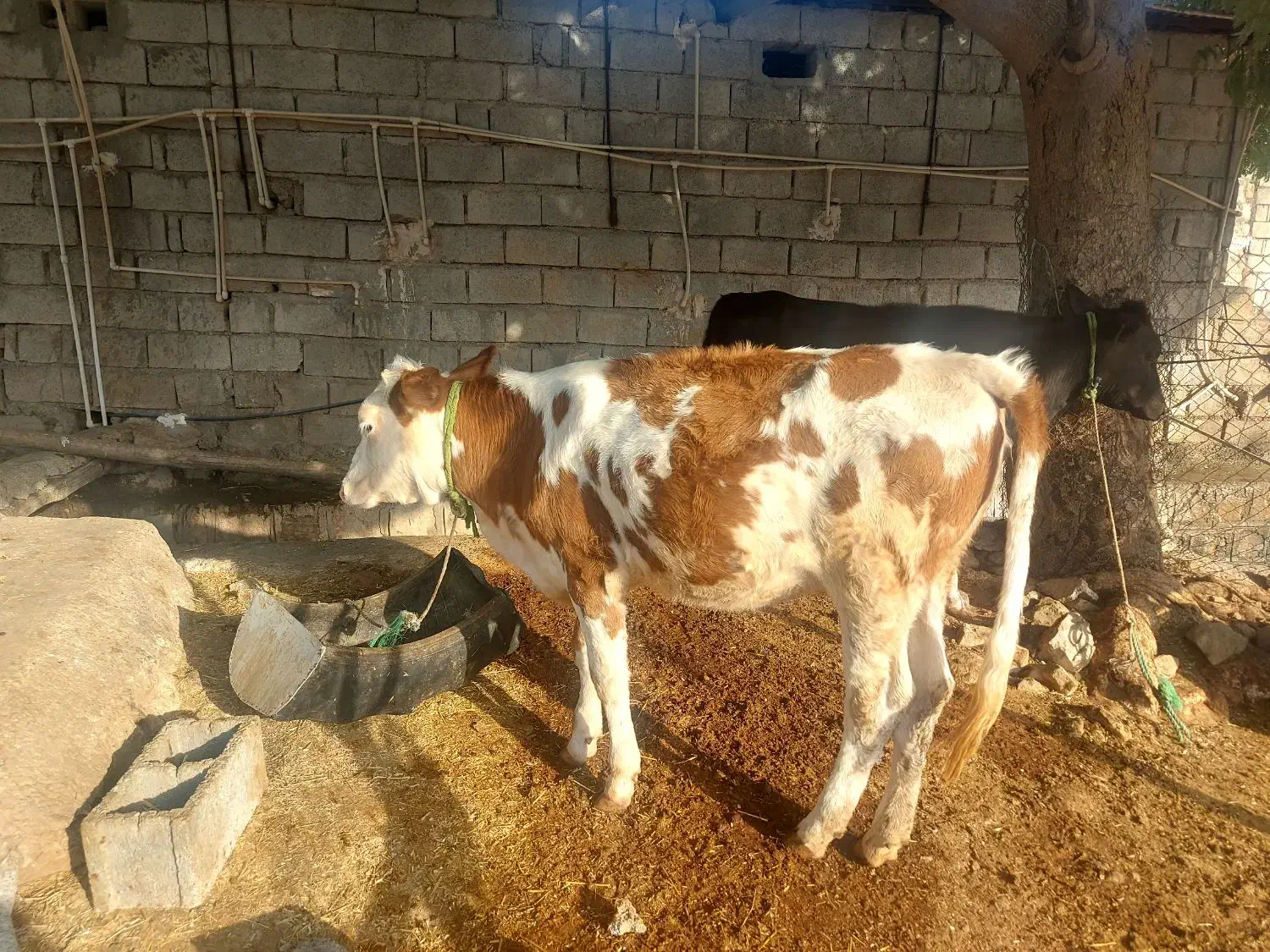 ۲عدد گوساله ماده|حیوانات مزرعه|اندیمشک, |دیوار