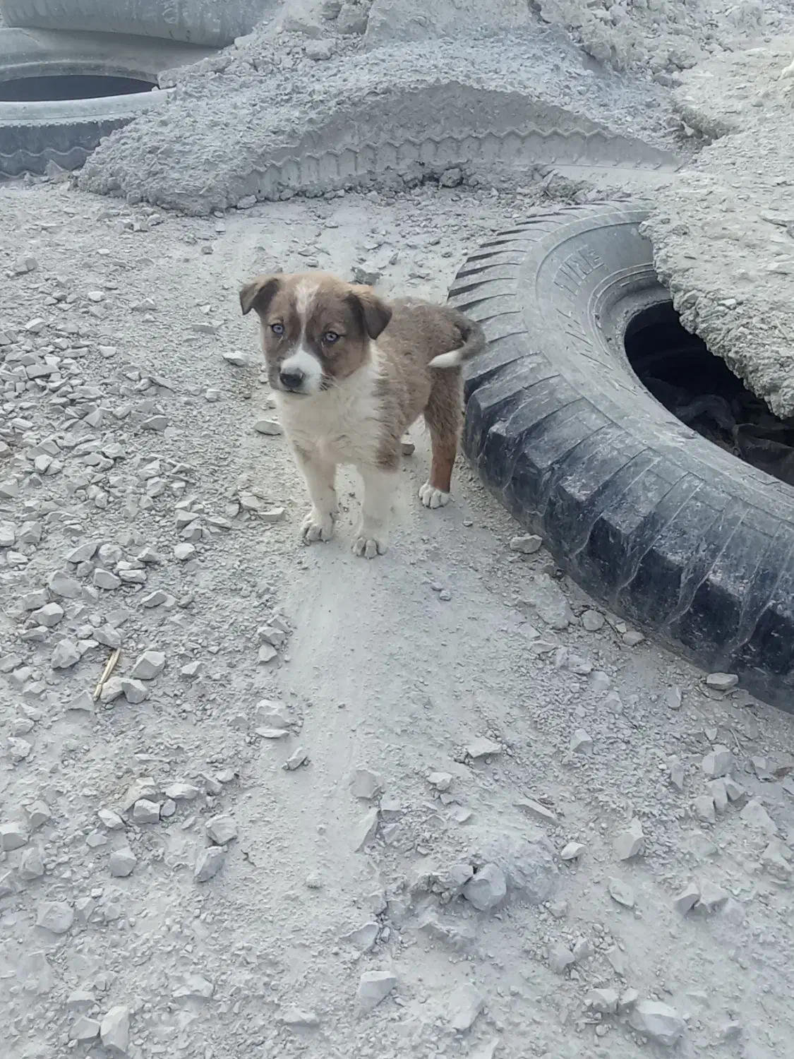 پنچ عدد توله سگ|سگ|کرمانشاه, |دیوار