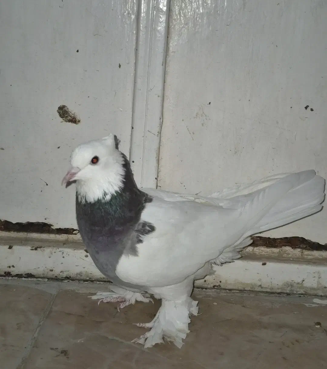 کبوتر طوقی ماده|پرنده|شیراز, گلستان|دیوار