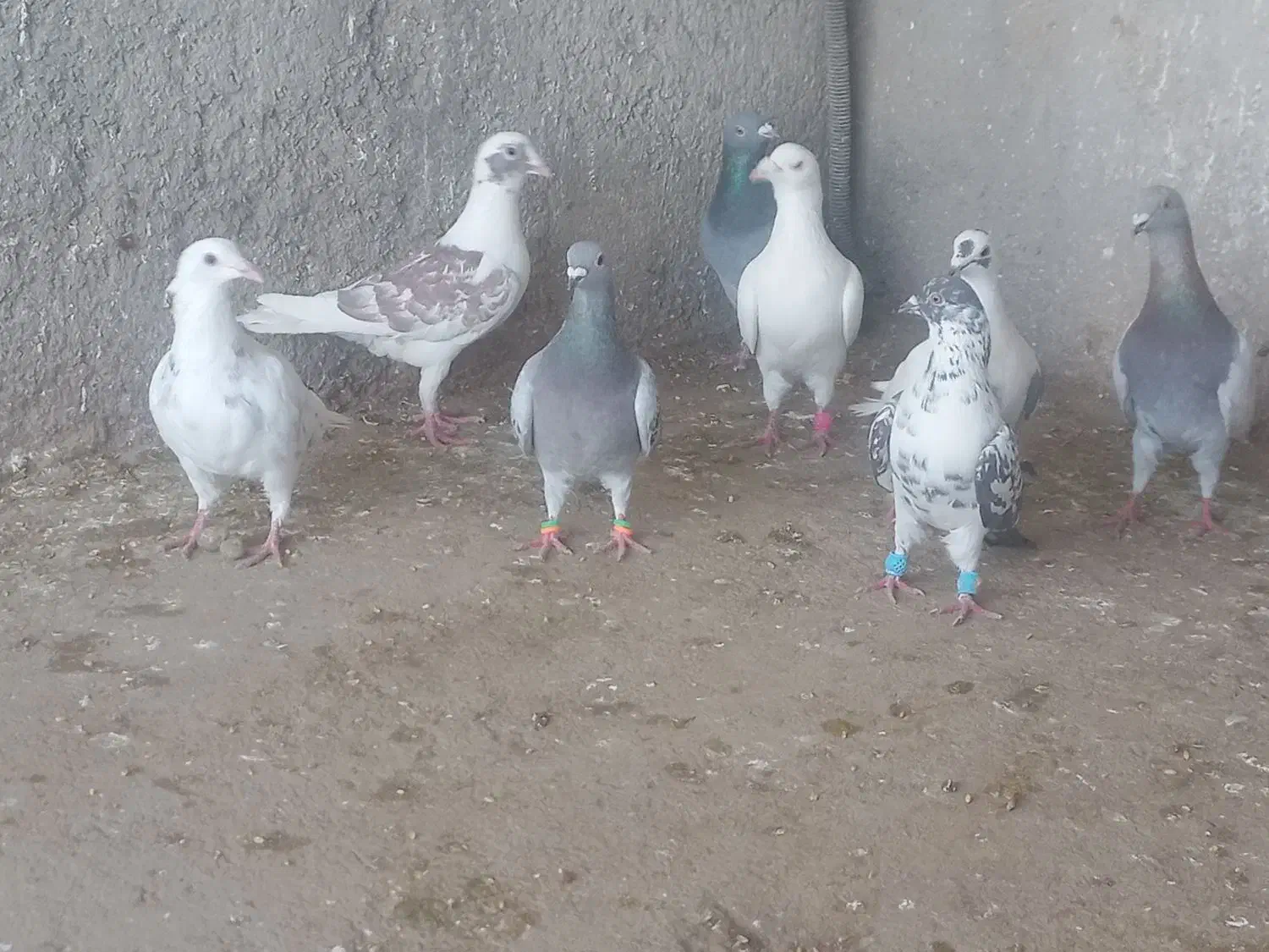 14 تا دیونه|پرنده|نیشابور, مازول|دیوار