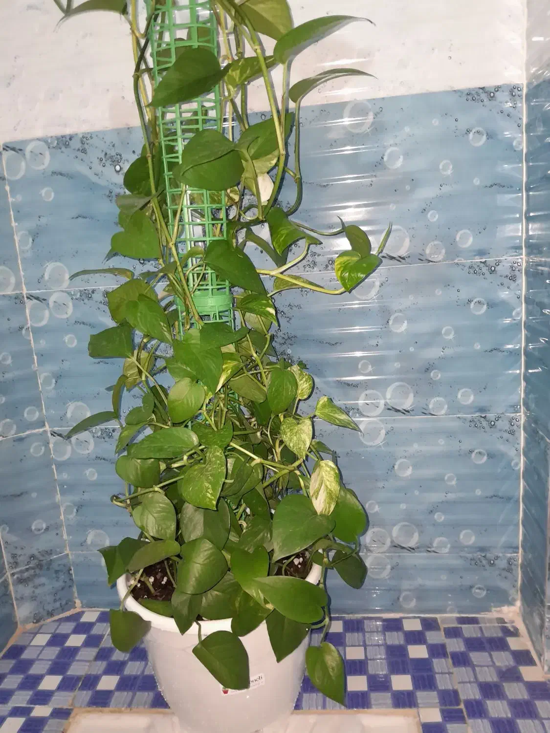 گل وگیاه|گل و گیاه طبیعی|اصفهان, عاشق‌آباد|دیوار