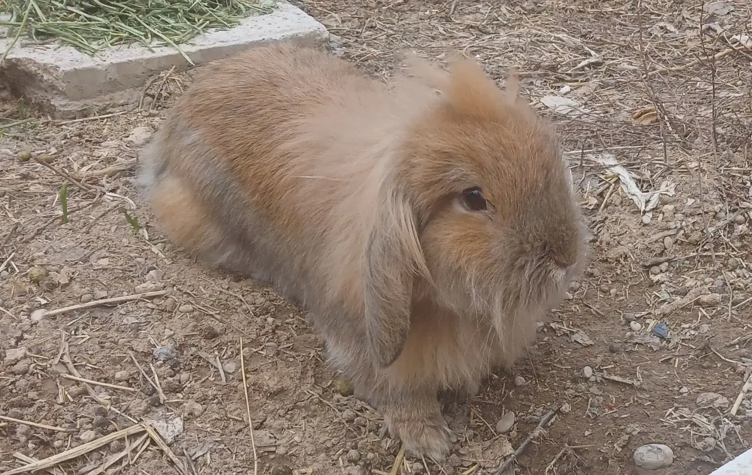 خرگوش لوپ|موش و خرگوش|چناران, |دیوار