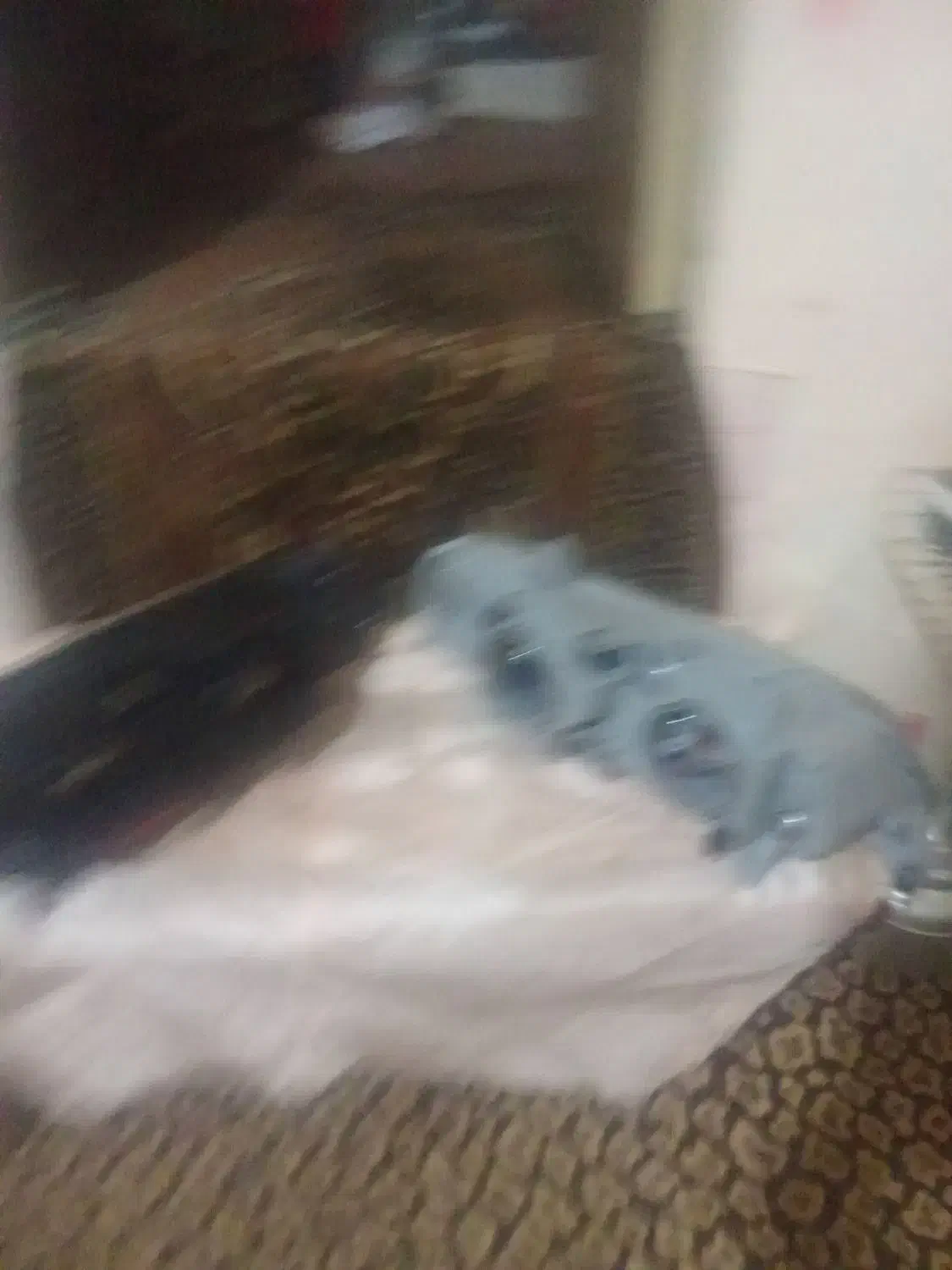 چراغ جلوپرشیا|قطعات یدکی و لوازم جانبی|ارومیه, |دیوار