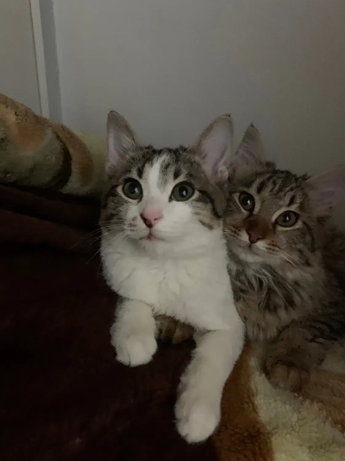 واگذار رایگان گربه|گربه|کرج, شهرک اوج|دیوار