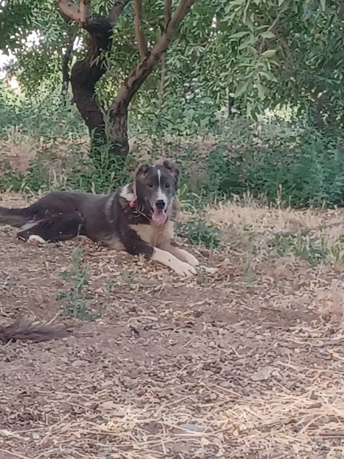 سگ گله ای|سگ|زاینده رود, |دیوار