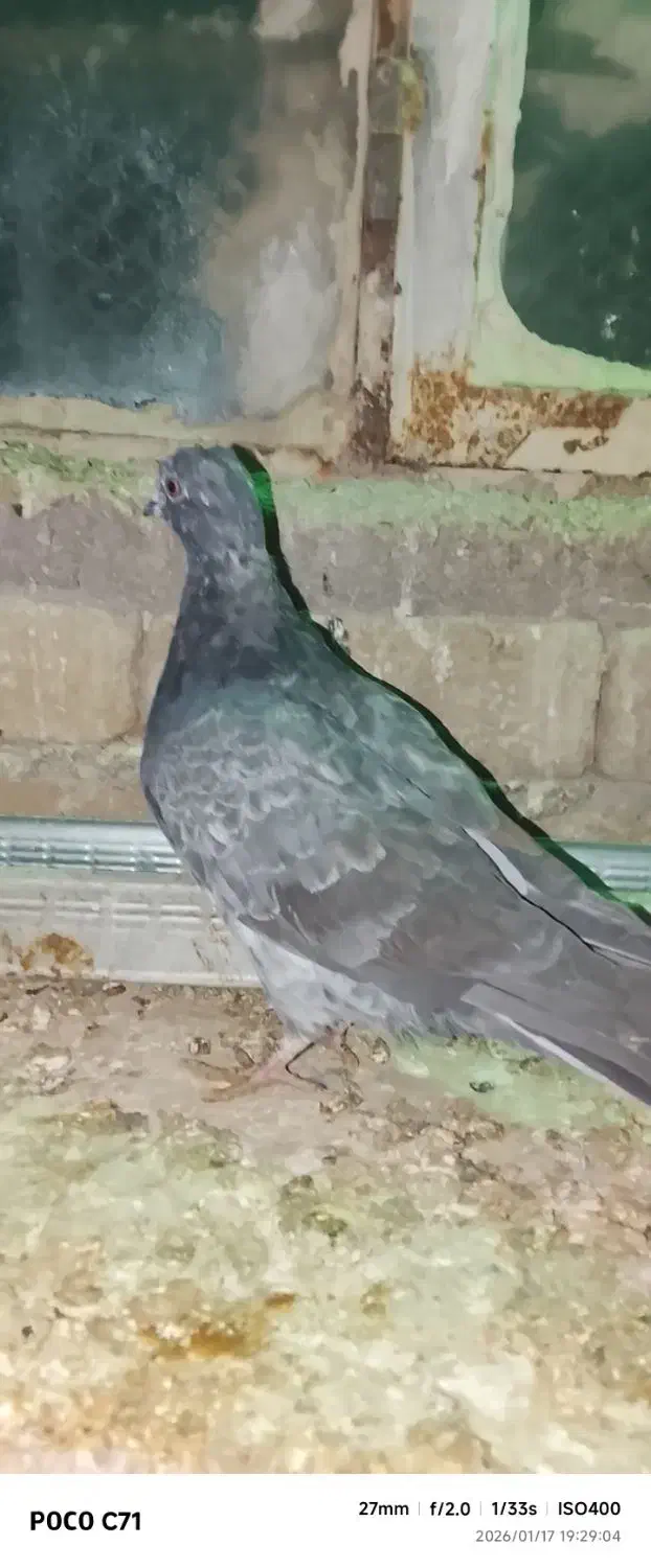 کفتر|حیوانات|بروجرد, |دیوار