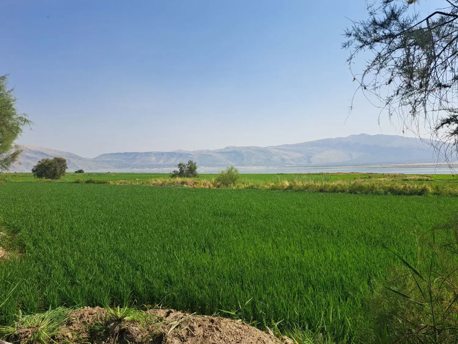 شلتوک کامفیروزی درجه یک مستقیم از کشاورز|خوردنی و آشامیدنی|شیراز, باغشهر قصر سبز|دیوار