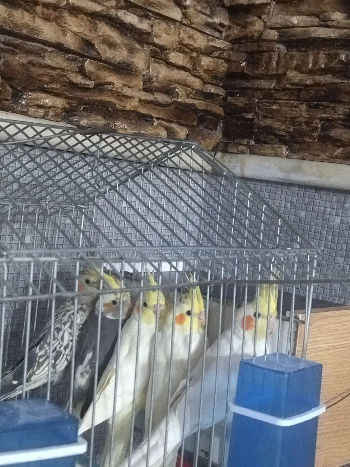 ی جفت عروس هلندی  همراه با ۳تا جوجه عروس دو ماهه|پرنده|بیضا, |دیوار