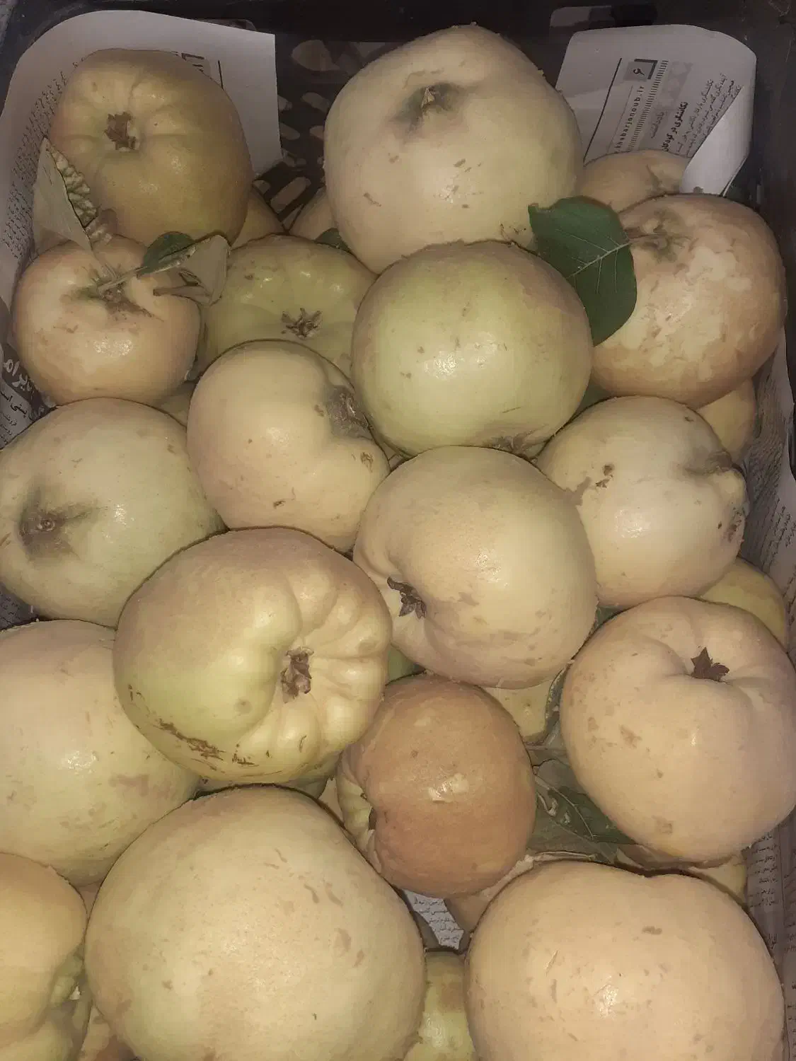 به درجه یک ارگانیک وخوشمزه وآبدار|خوردنی و آشامیدنی|شیراز, دوکوهک|دیوار