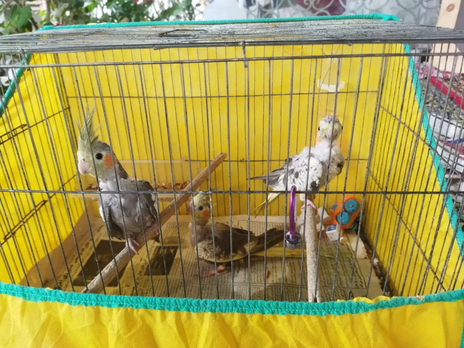 3عدد عروس هلندی سالم و سخنگو و رام همراه باوسایل|پرنده|کوچصفهان, |دیوار