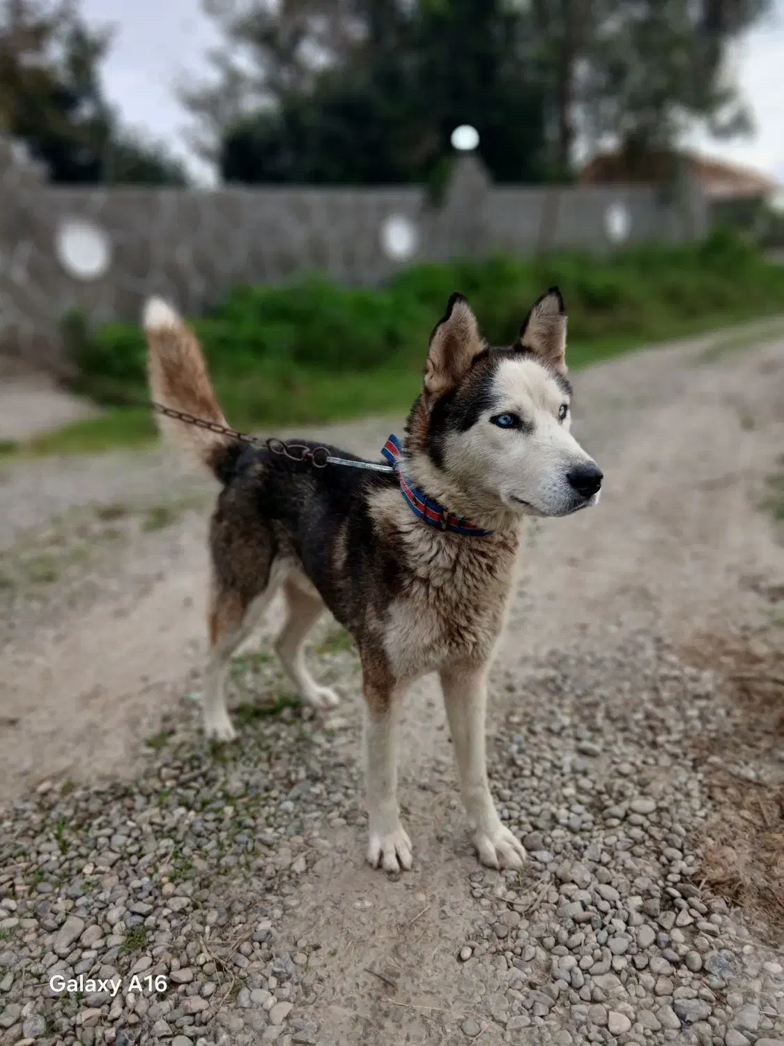 سگ هاسکی اصل|سگ|رشت, یخسازی|دیوار