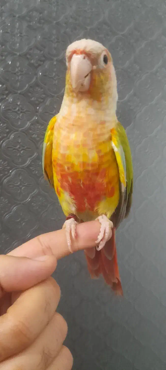 طوطی اهلی و بغلی بوس میده|پرنده|تبریز, |دیوار