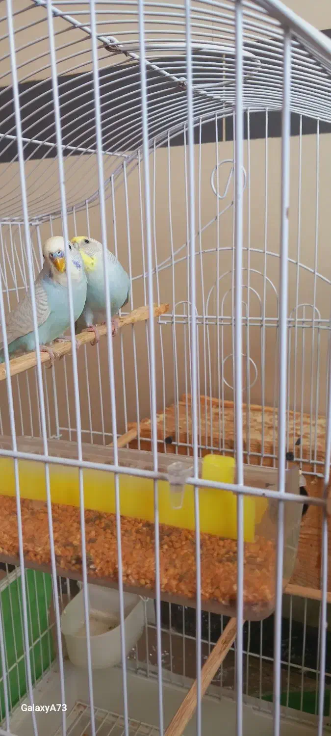 فروش مرغ عشق نژاد اسپانگلی در حال تخم گذاریی|پرنده|سردشت, |دیوار