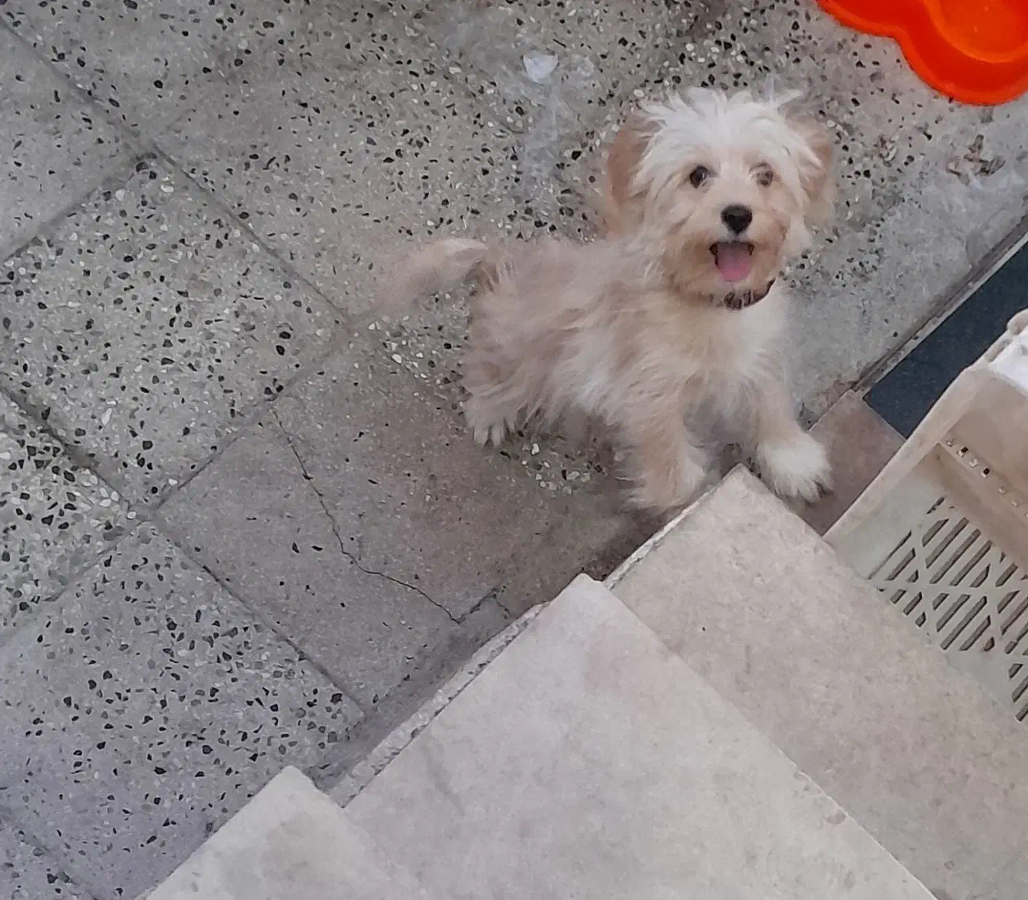 سگ مالتیپو|سگ|الشتر, |دیوار