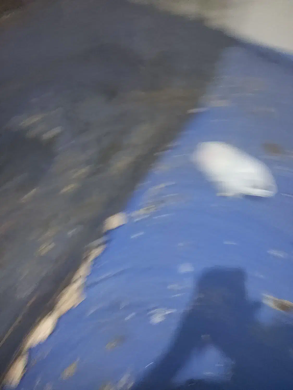 بوقلمون|حیوانات مزرعه|بم, |دیوار