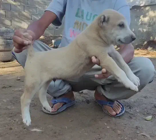 سگ آلابای درشت توله|سگ|زاهدان, |دیوار