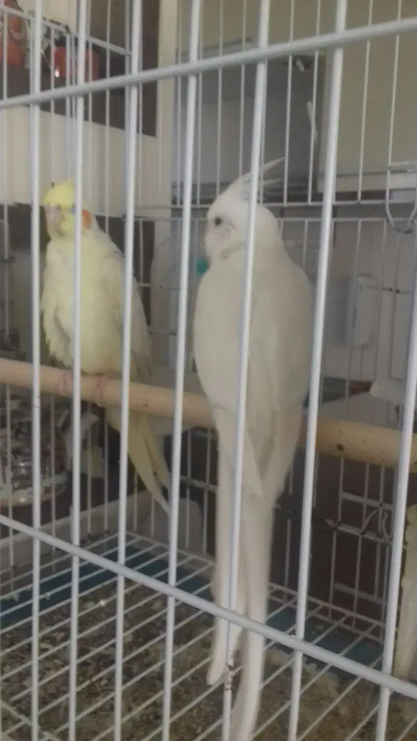 یک جفت عروس هلندی مولد معاوضه با گرینچیک ماده|پرنده|صدرا-فارس, فاز ۲|دیوار