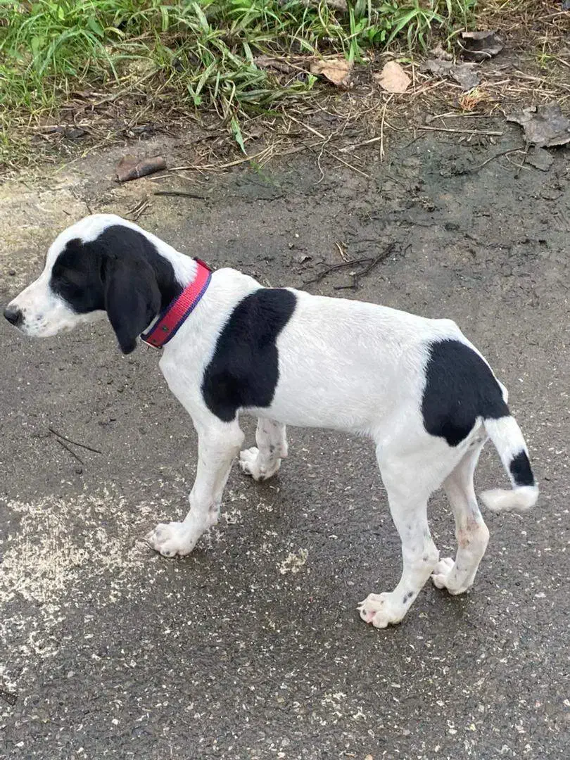 واگذاری سگ سه ماهه زیبا|سگ|لاهیجان, شقایق|دیوار