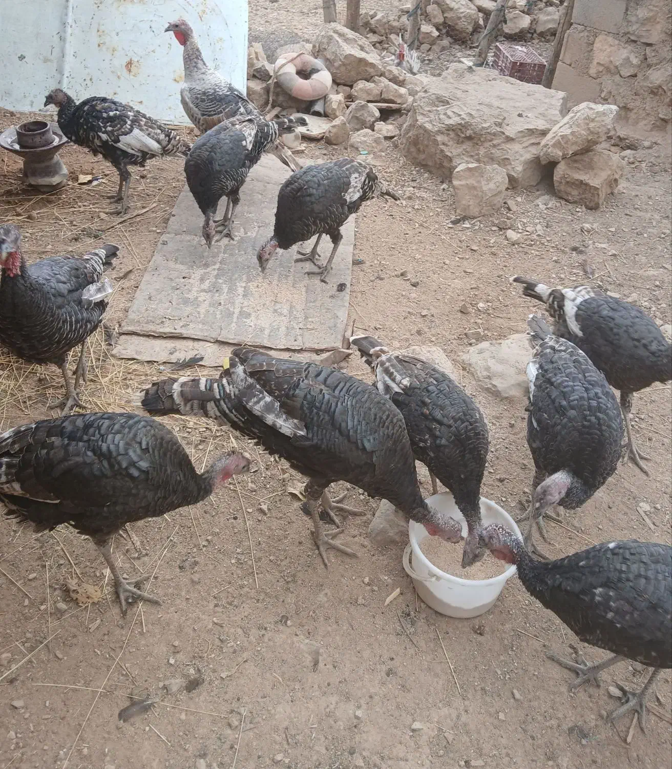 بوقلمون|حیوانات مزرعه|مارگون, |دیوار