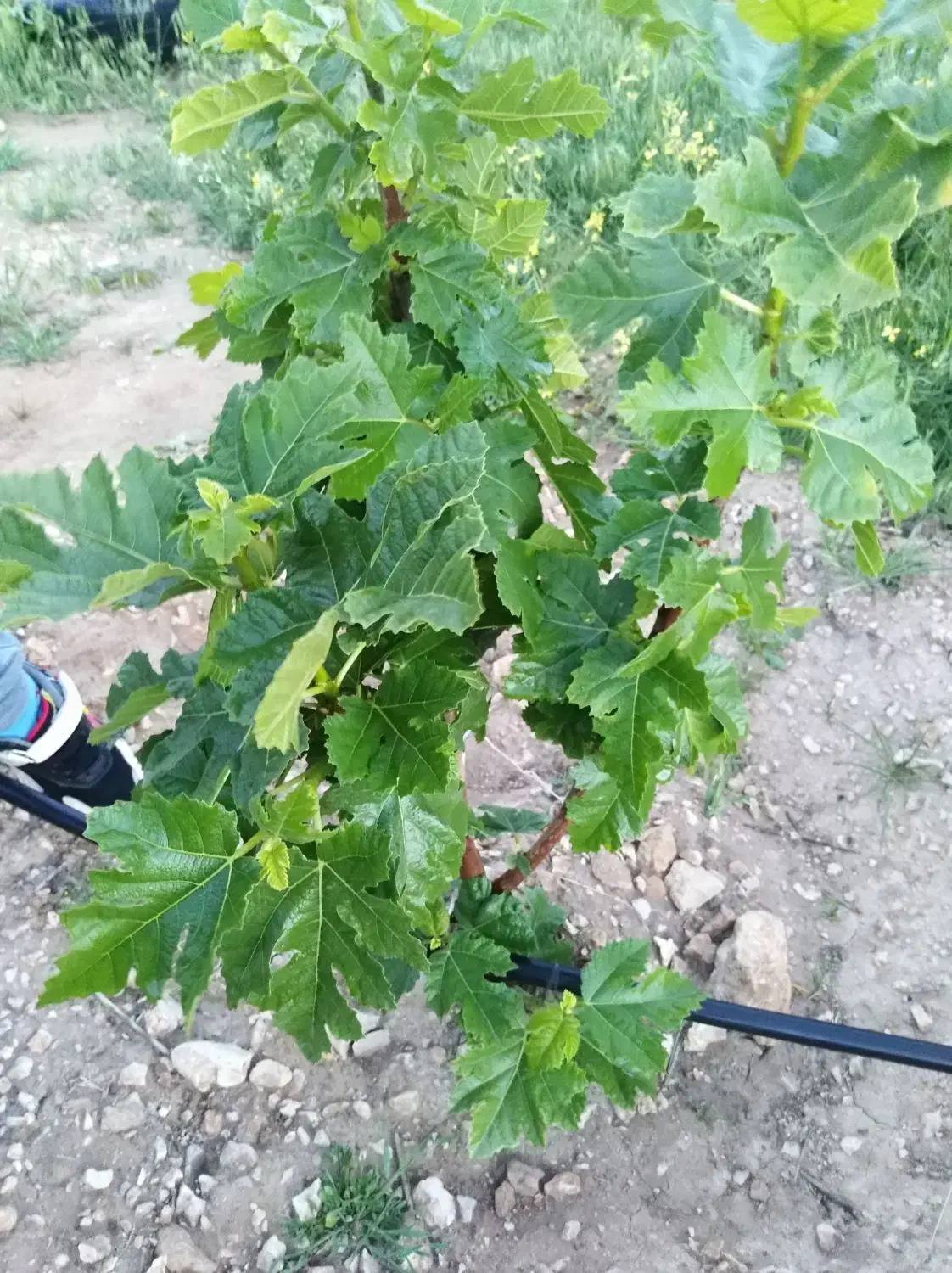 زمین باغی|فروش زمین و ملک کلنگی|زرقان, |دیوار