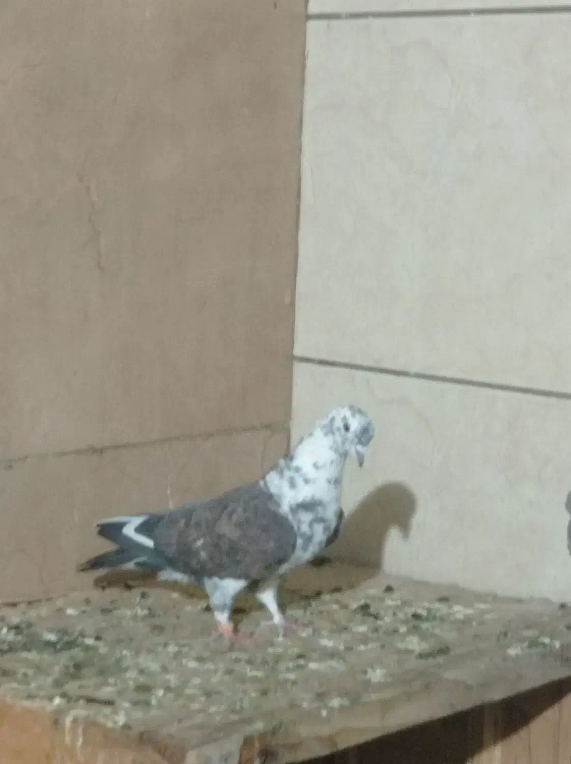 کبوتر ماده|پرنده|تهران, کوی بیمه|دیوار