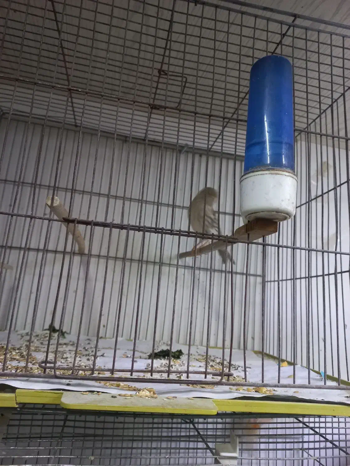 قناری و عروس|پرنده|تبریز, |دیوار