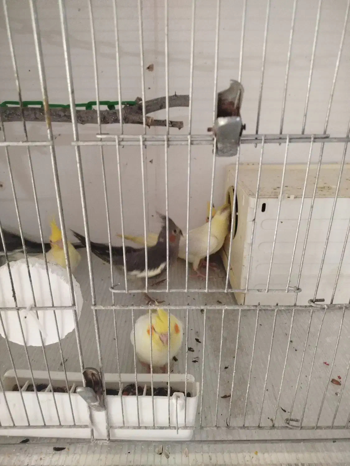 عروس هلندی جوجه و مولد|پرنده|میانه, |دیوار