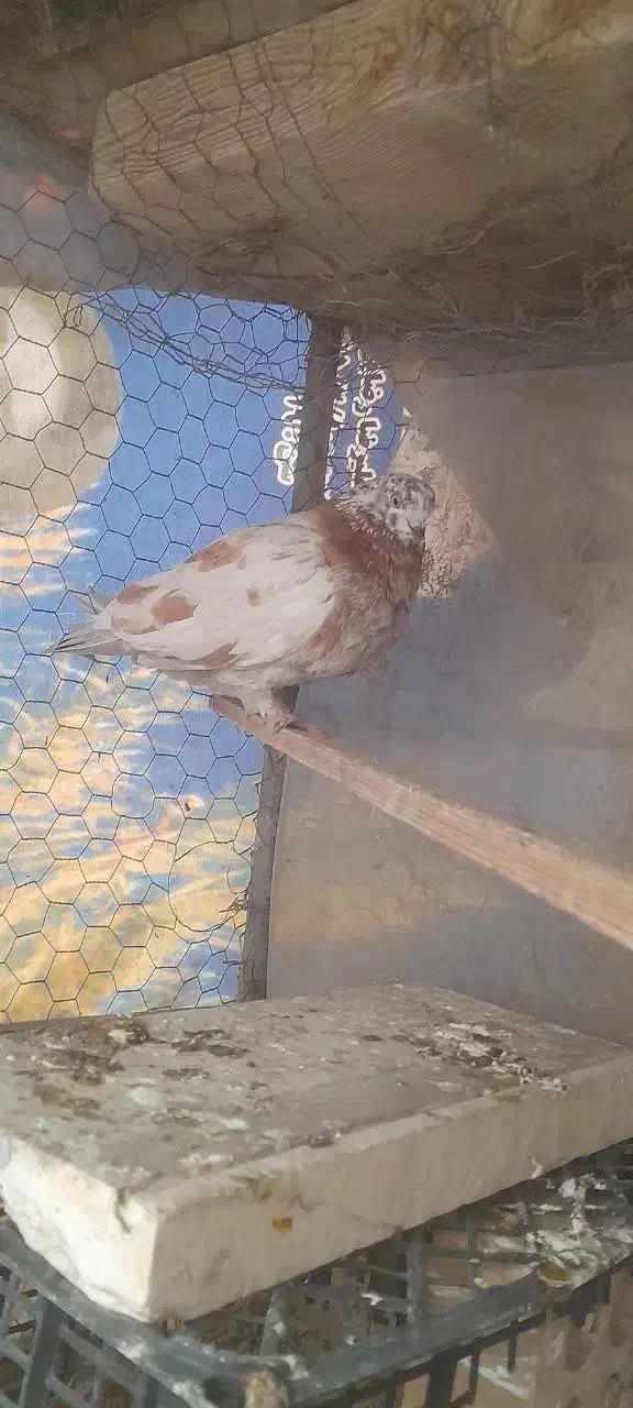 کفتر|پرنده|شاهرود, |دیوار