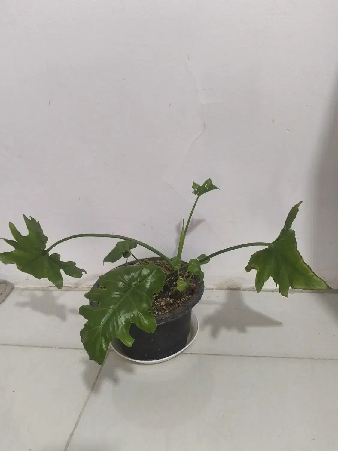 گل وگیاه|گل و گیاه طبیعی|مشهد, نظام دوست|دیوار