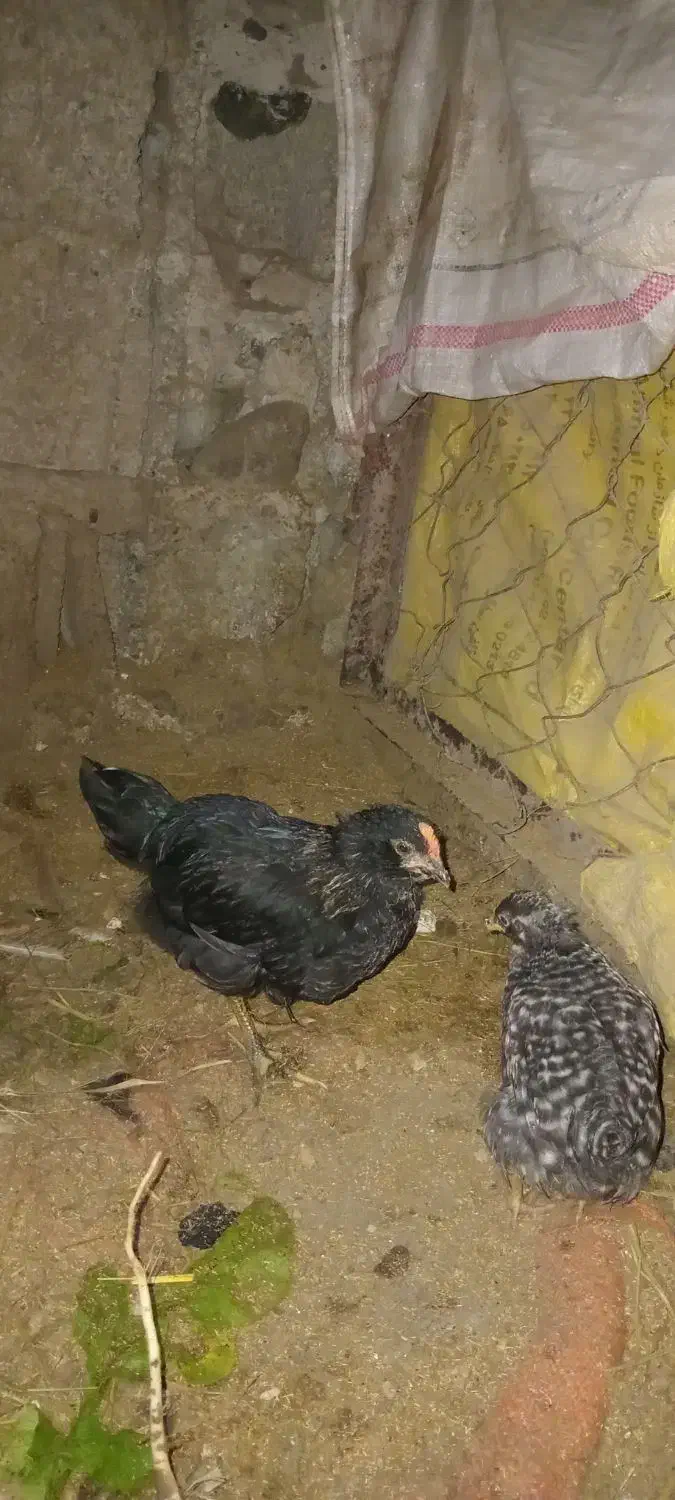 نیمچه خروس گلین|حیوانات مزرعه|اطاقور, |دیوار