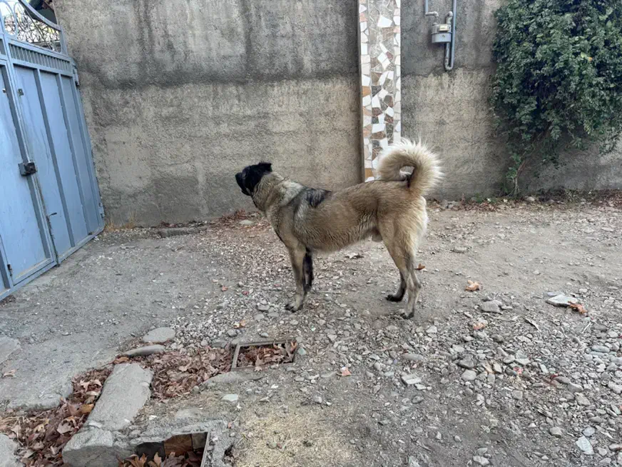 توله سگ سرابی ژرمن|سگ|تهران, جوادیه|دیوار