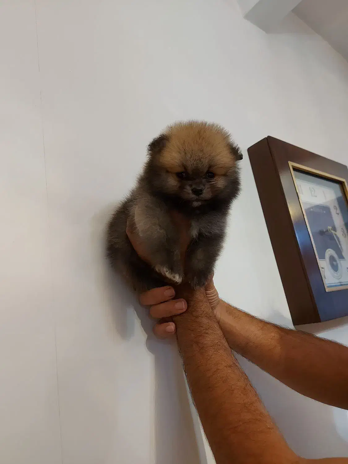 توله پامرانین|سگ|ماهدشت, |دیوار