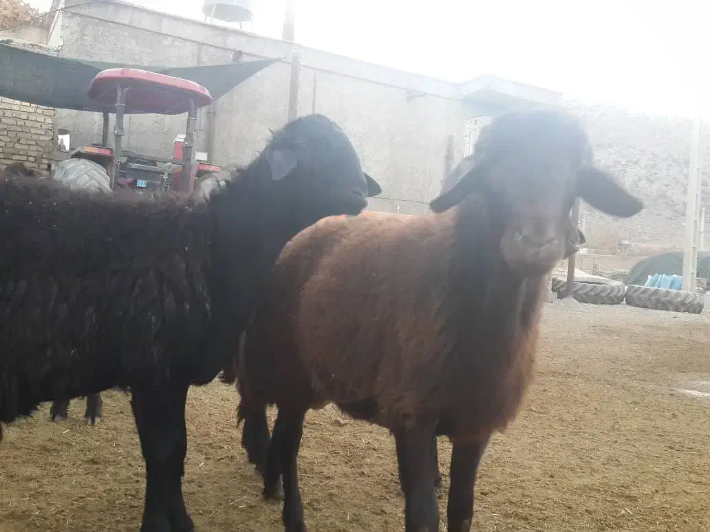 بره نر بره قوچی قزل افشار|حیوانات مزرعه|سیدان, |دیوار