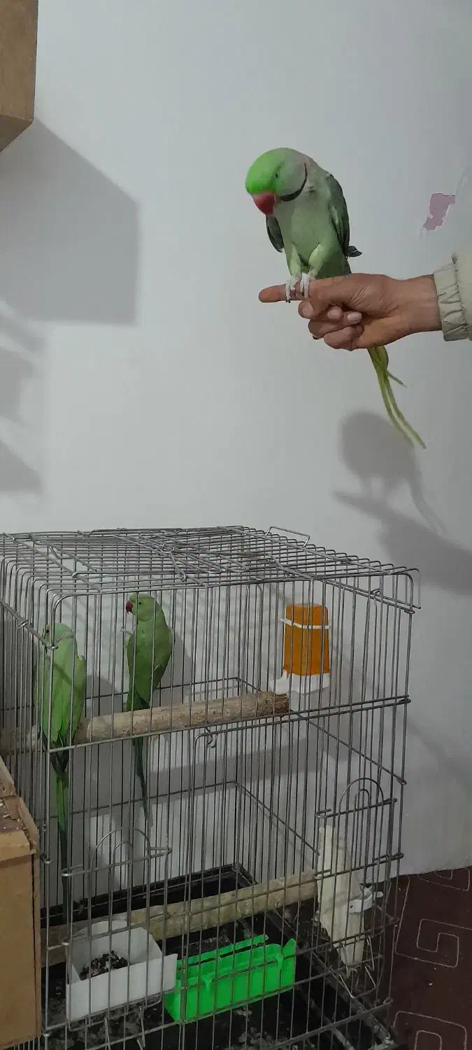 فروش شاه طوطی|پرنده|نقده, |دیوار