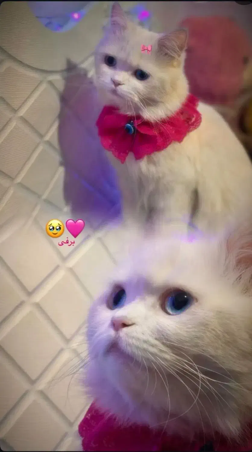 گربه ماده پرشین|گربه|ارومیه, |دیوار