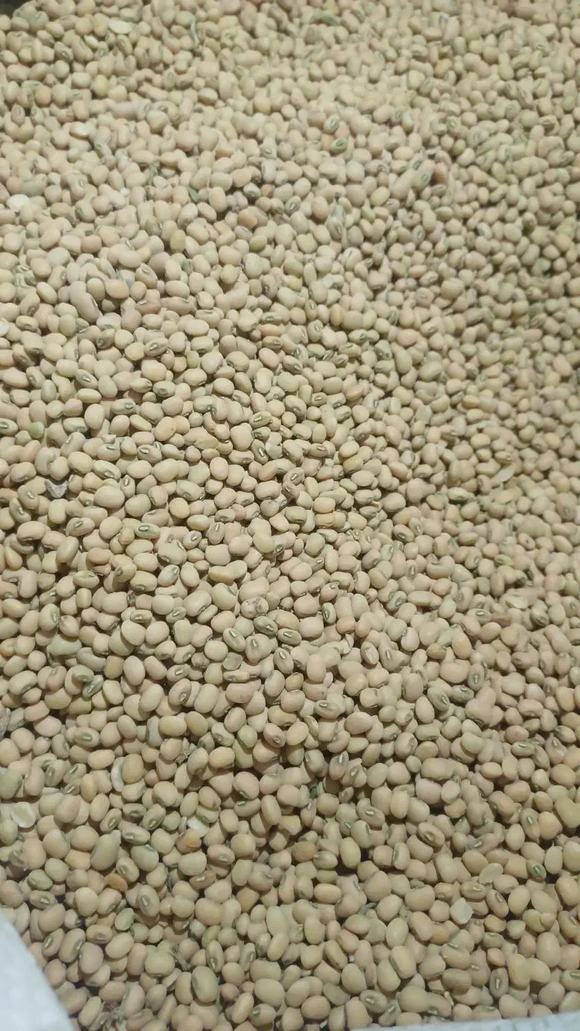 لوبیا جیرفتی|عمدهفروشی|رودخانه, |دیوار