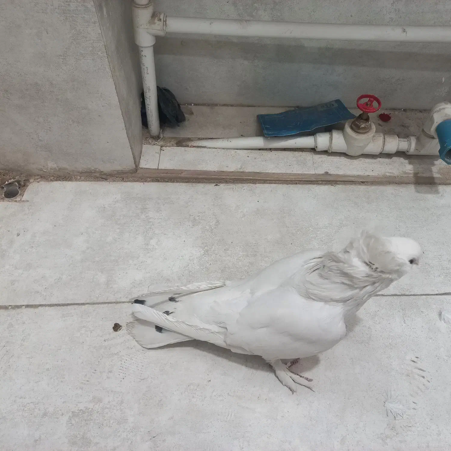 کبوتر کفتر پاپر سفید نژاد راعبی|پرنده|قم, چهار امامزاده|دیوار