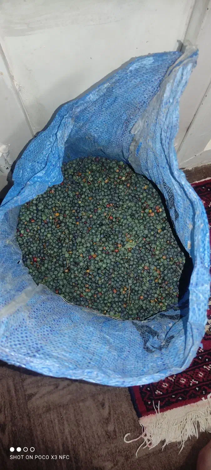 بنه یا خنجک|خوردنی و آشامیدنی|بیرجند, |دیوار