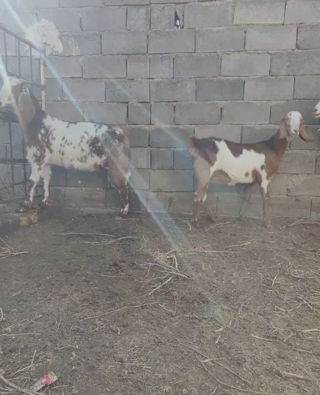 بز...|حیوانات مزرعه|کاشان, فاز ۱ ناجی آباد|دیوار