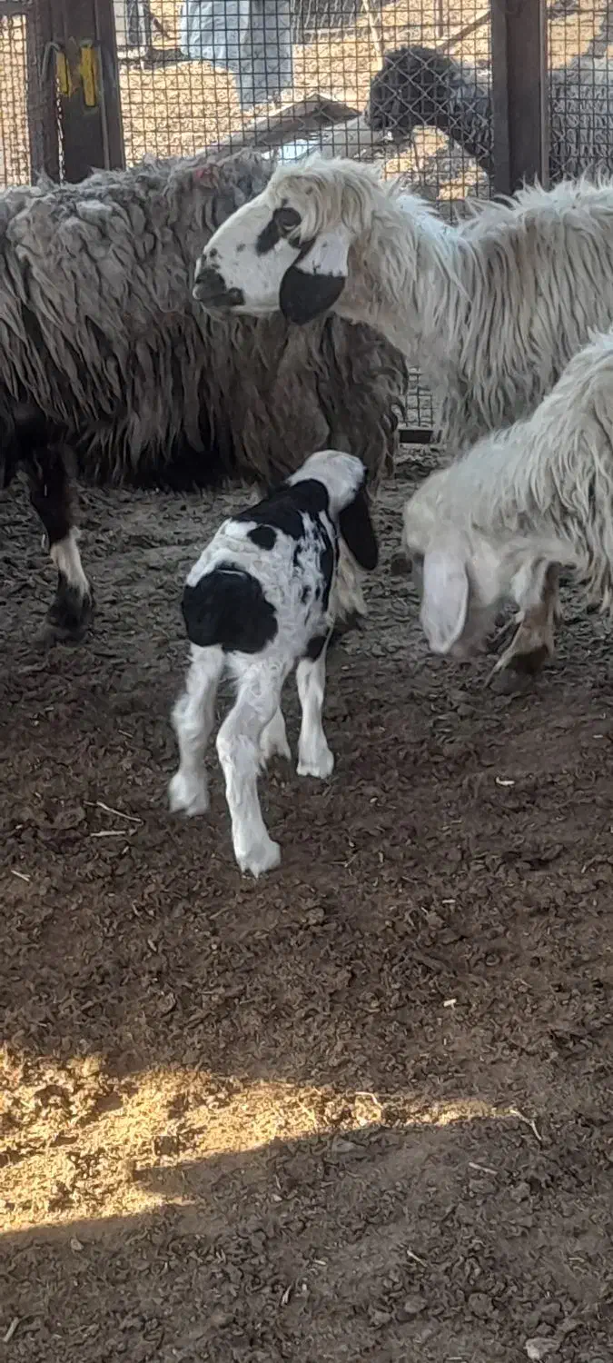 بره شیری|حیوانات مزرعه|رستم, |دیوار