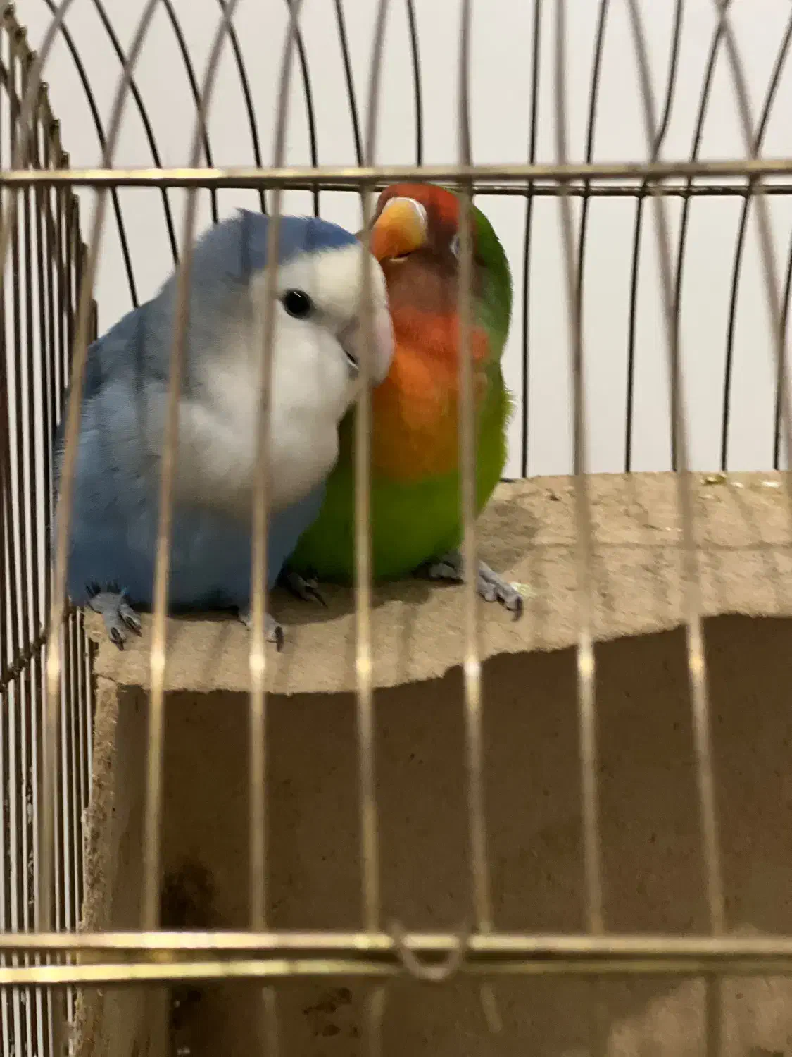 دو عدد طوطی برزیلی|پرنده|ماهدشت, |دیوار