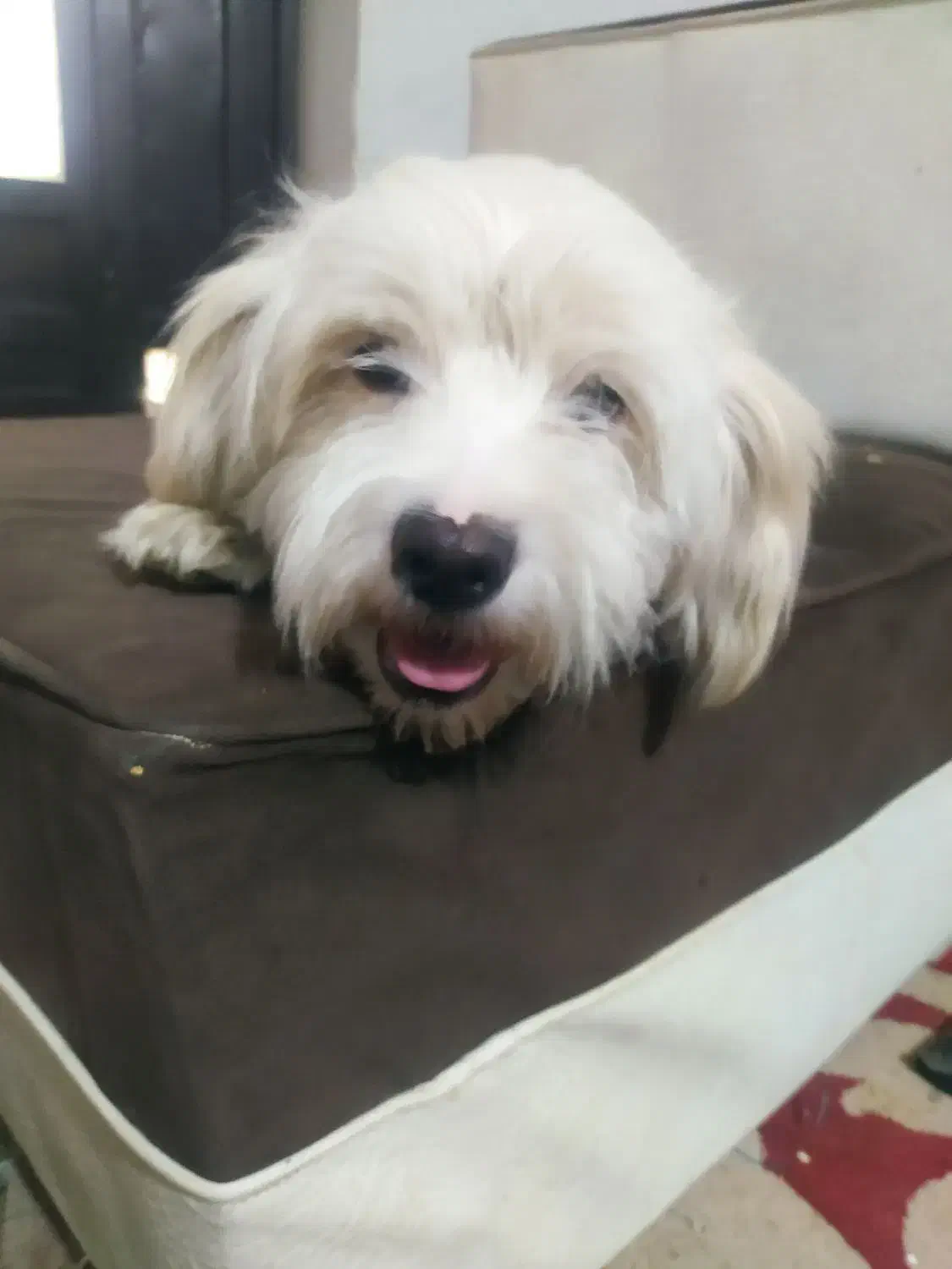 فروشی|سگ|همدان, |دیوار