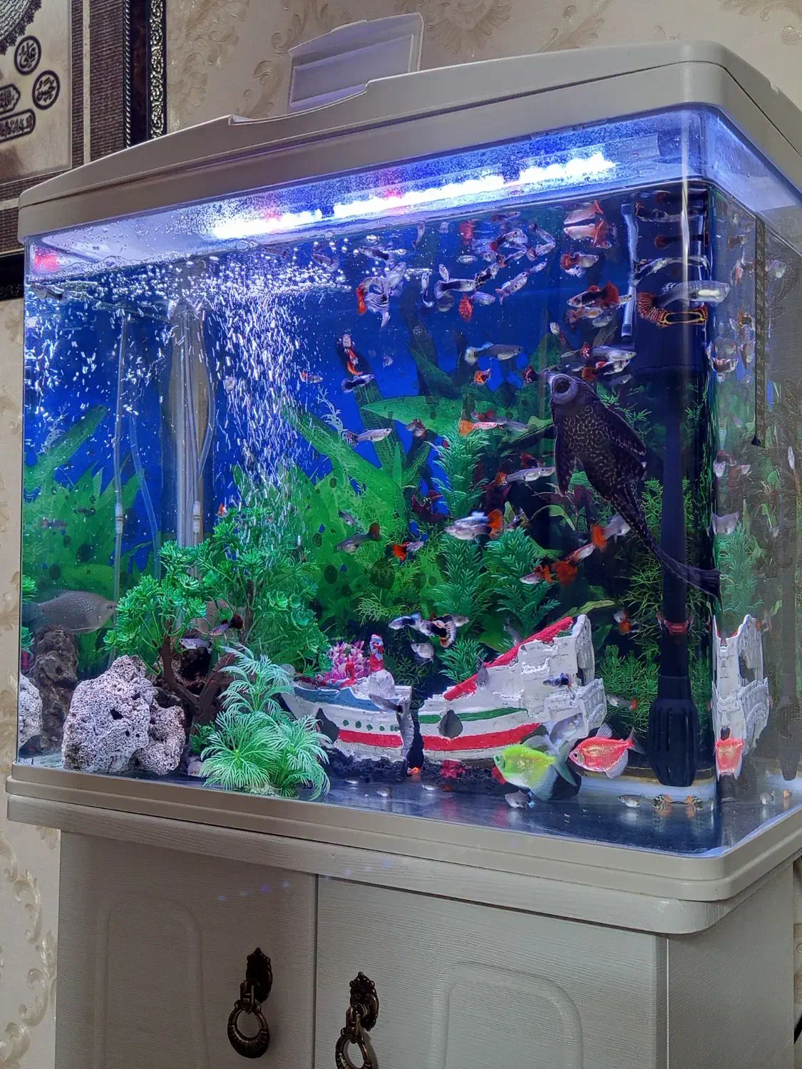 ماهی کوپی ،شکم پر و مولد|ماهی|مشهد, فدک|دیوار