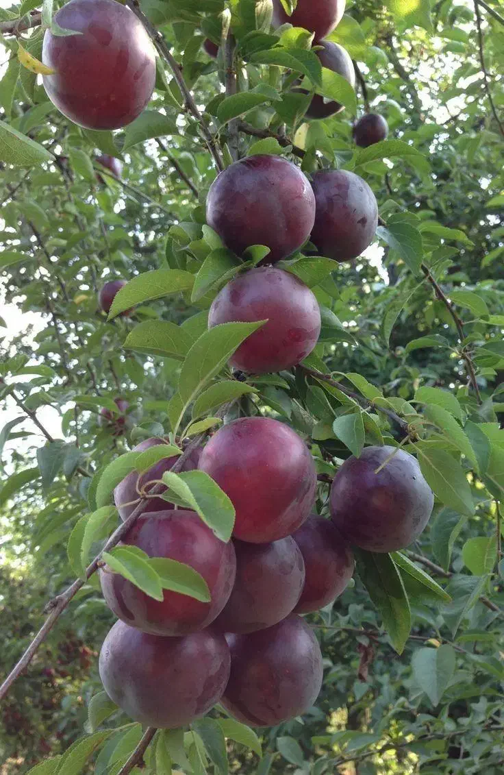 نهال های تایید شده جهاد|خدمات باغبانی و درختکاری|عجب شیر, |دیوار