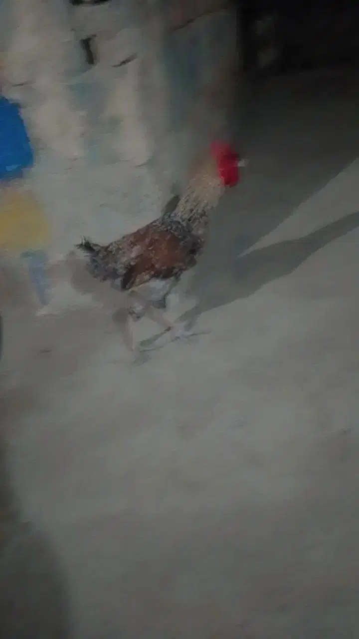 مرغ خروس مامل میکنم با مرغ عشق|پرنده|ایرانشهر, |دیوار